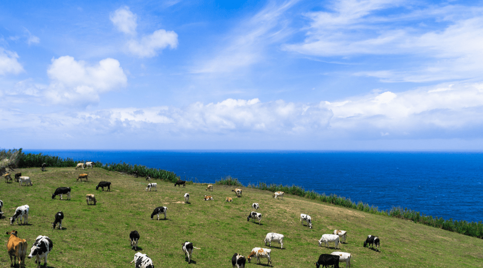 Pasto em São Miguel