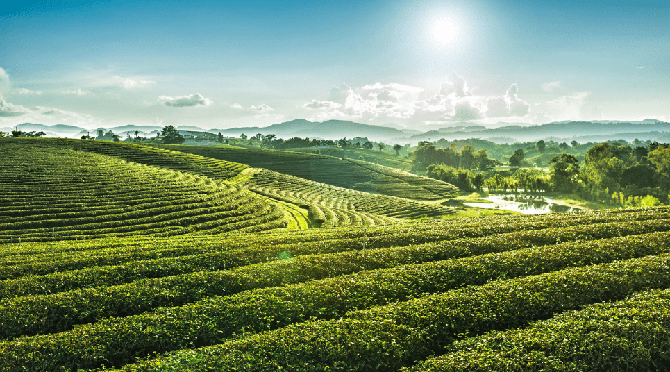 Plantação em Chiang Rai