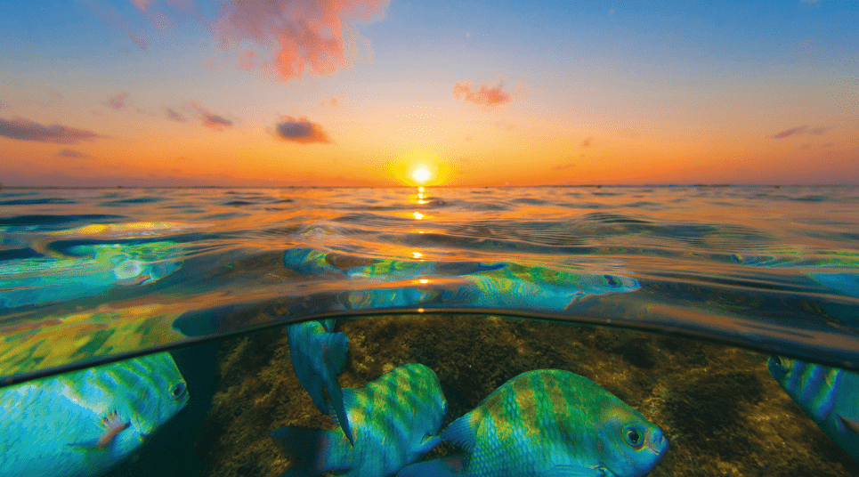 Peixes em Porto de Galinhas - PE