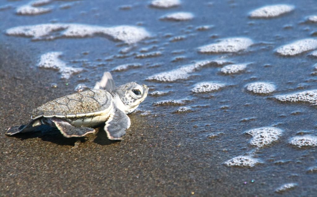 Tartaruga indo em direção ao mar na Costa Rica