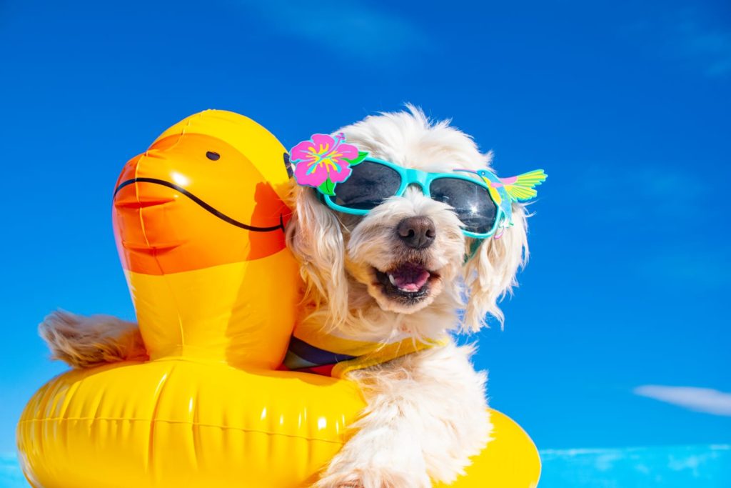 Cachorro com óculos em cima de boia