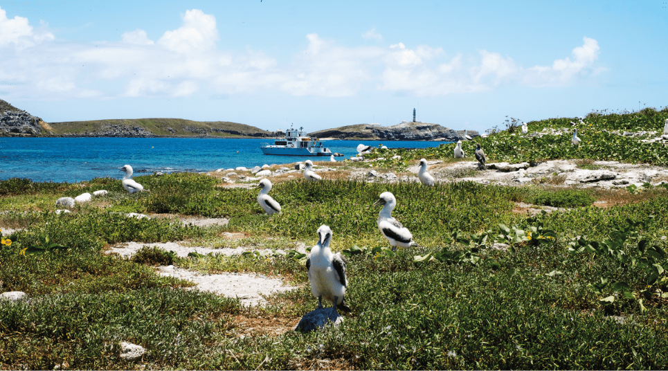 Símbolos de Abrolhos