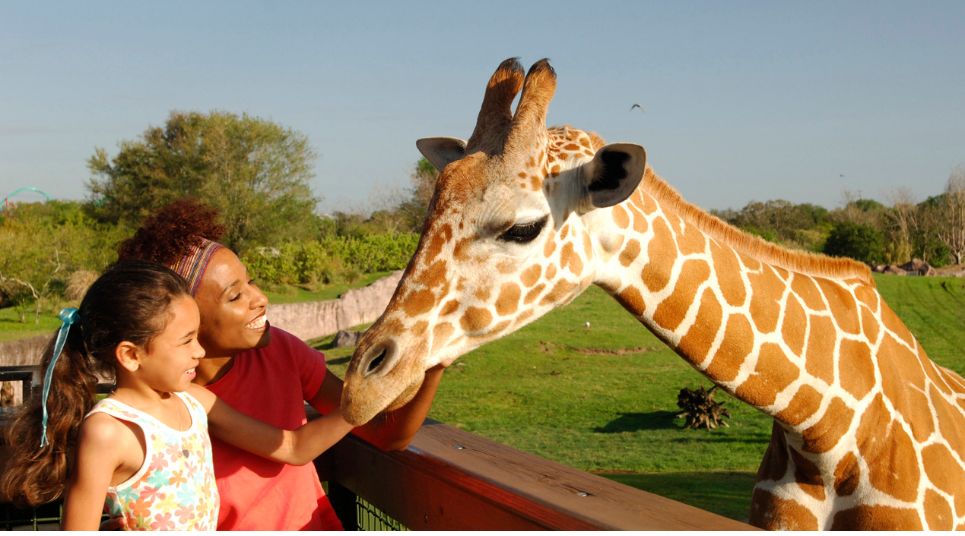 Serengeti Safari no Busch Gardens