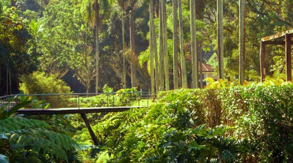 O Jardim Botânico de SP